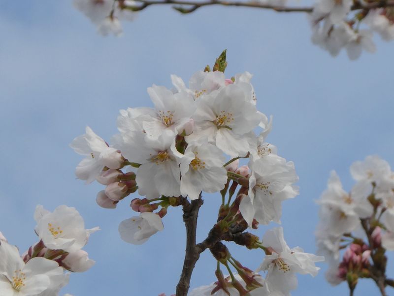 秦野市役所の桜01-2025.04.04