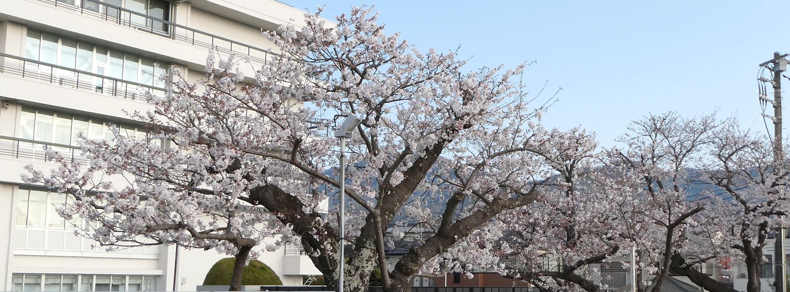 秦野市役所の桜02-2025.04.04