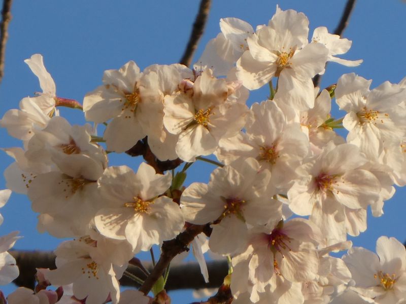 はだの桜みちの桜01-2025.04.04