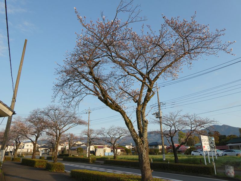 はだの桜みちの桜02-2025.04.04