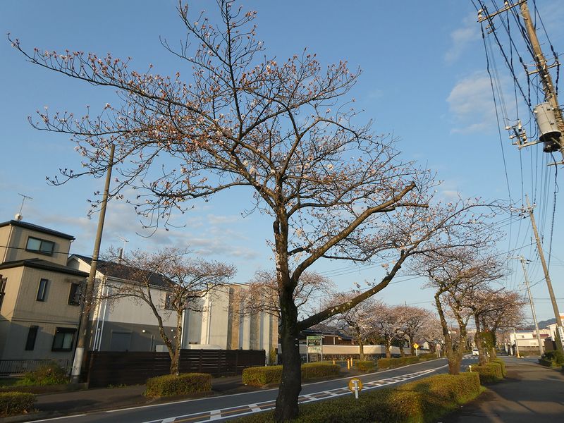 はだの桜みちの桜03-2025.04.04