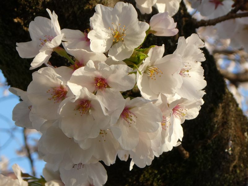 カルチャーパーク前の桜01-2025.04.05