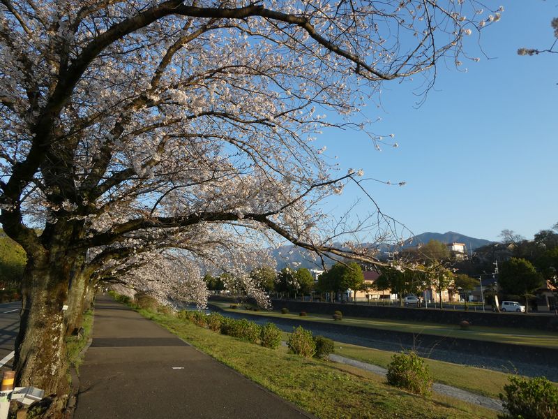 カルチャーパーク前の桜02-2025.04.05