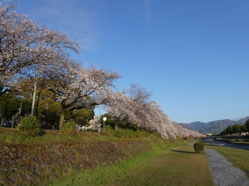 カルチャーパーク前の桜03-2025.04.05