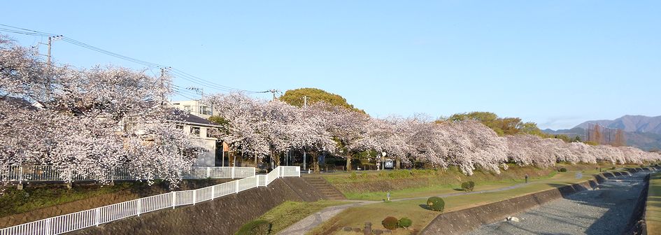 富士見大橋からみた桜01-2025.04.05