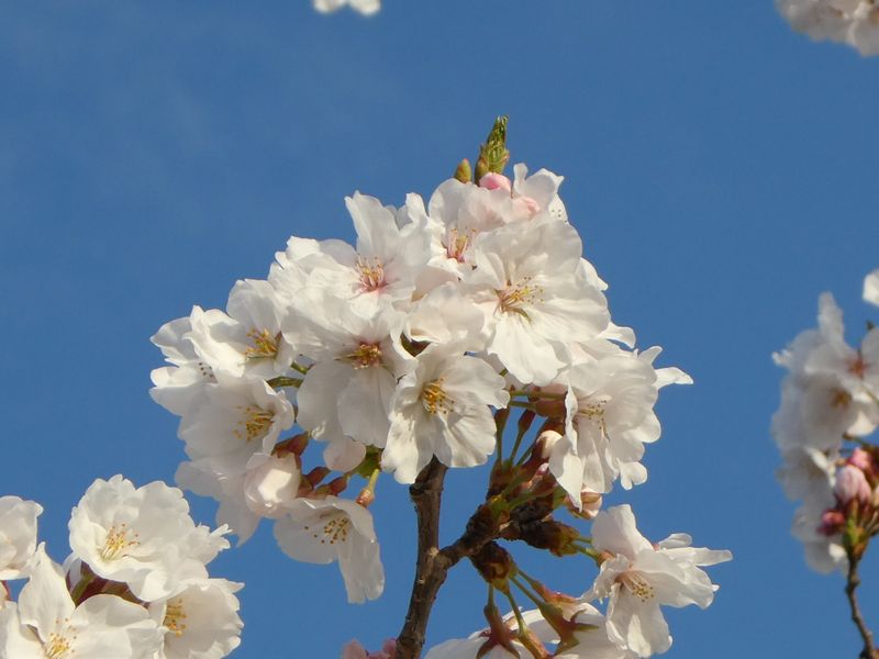 秦野市役所の桜01-2025.04.05