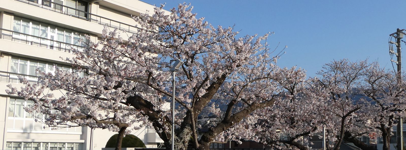 秦野市役所の桜02-2025.04.05