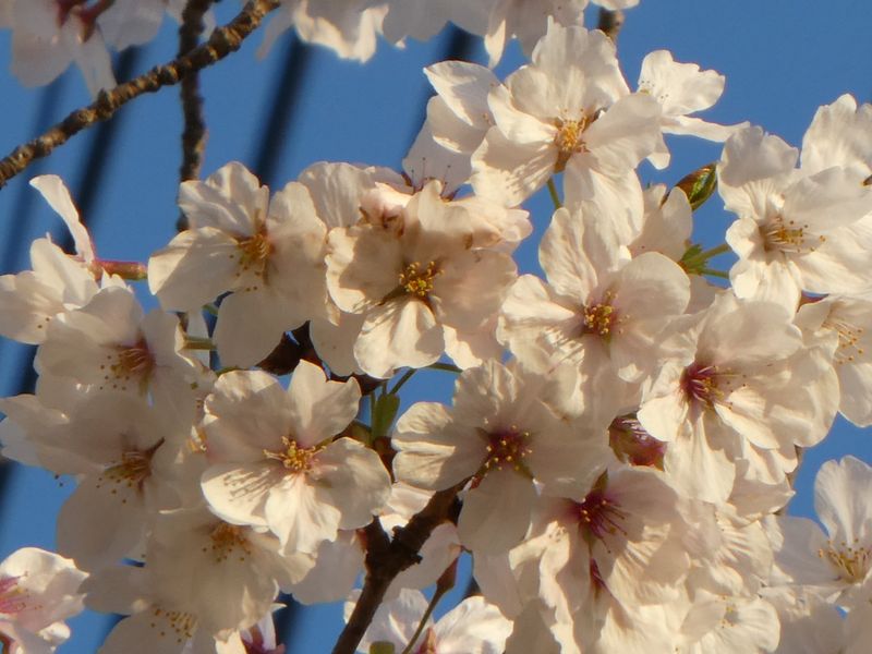 はだの桜みちの桜01-2025.04.05