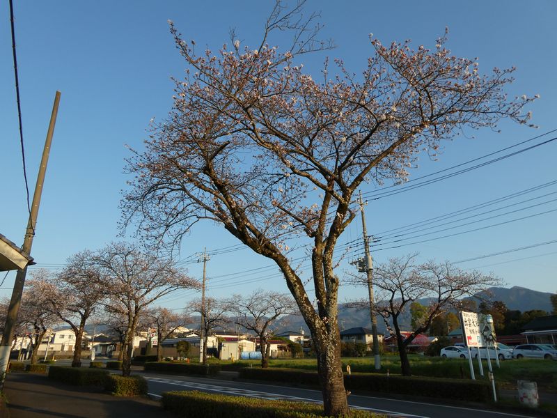 はだの桜みちの桜02-2025.04.05