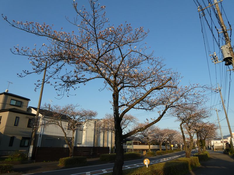 はだの桜みちの桜03-2025.04.05