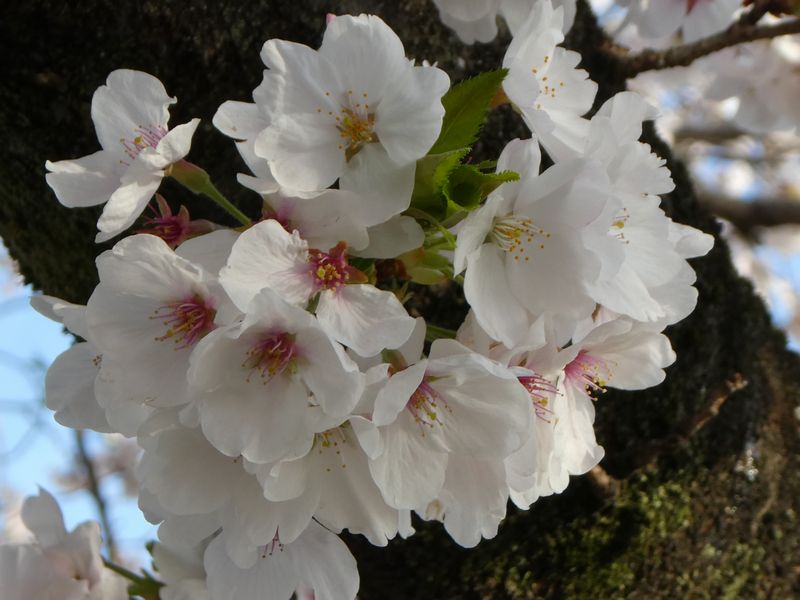 カルチャーパーク前の桜01-2025.04.06