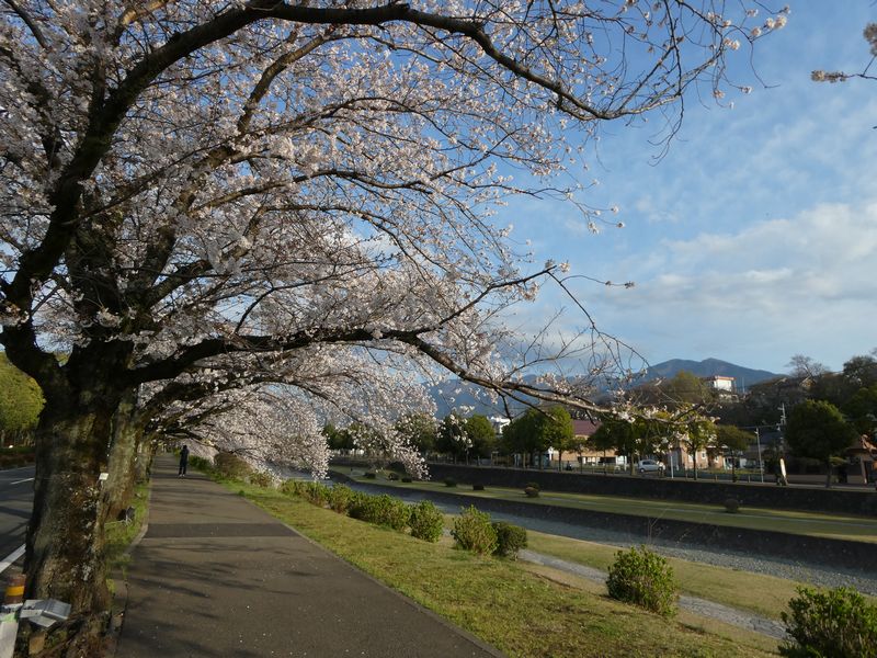 カルチャーパーク前の桜02-2025.04.06