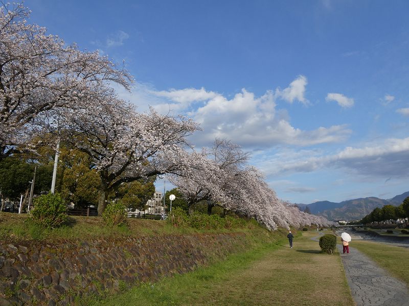カルチャーパーク前の桜03-2025.04.06