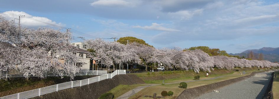 富士見大橋からみた桜01-2025.04.06