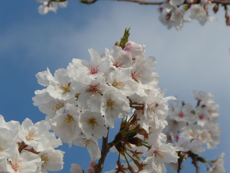 秦野市役所の桜01-2025.04.06