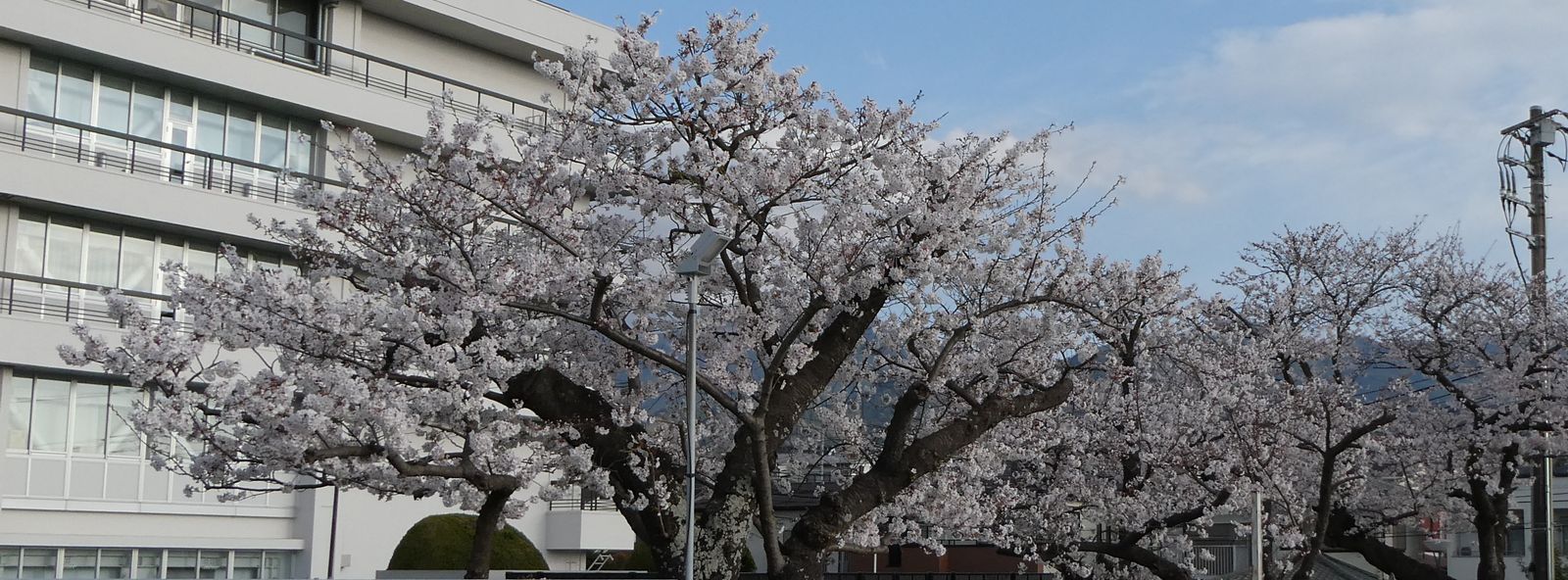 秦野市役所の桜02-2025.04.06