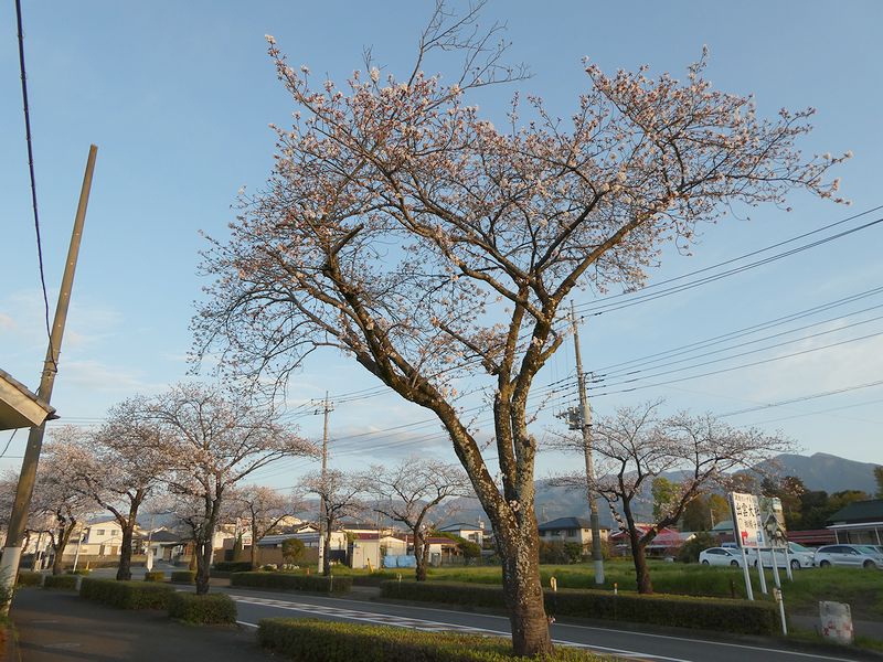はだの桜みちの桜02-2025.04.06