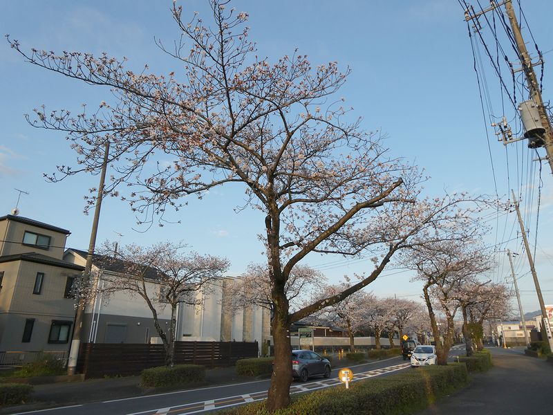 はだの桜みちの桜03-2025.04.06