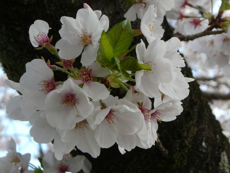カルチャーパーク前の桜01-2025.04.07