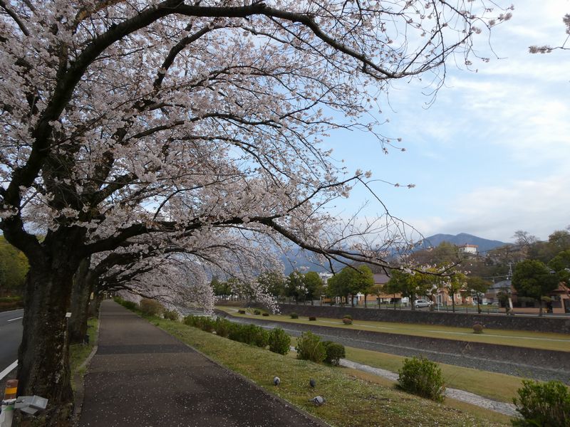 カルチャーパーク前の桜02-2025.04.07