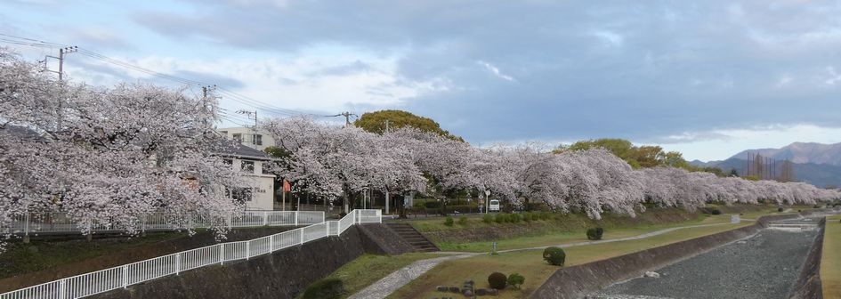 富士見大橋からみた桜01-2025.04.07