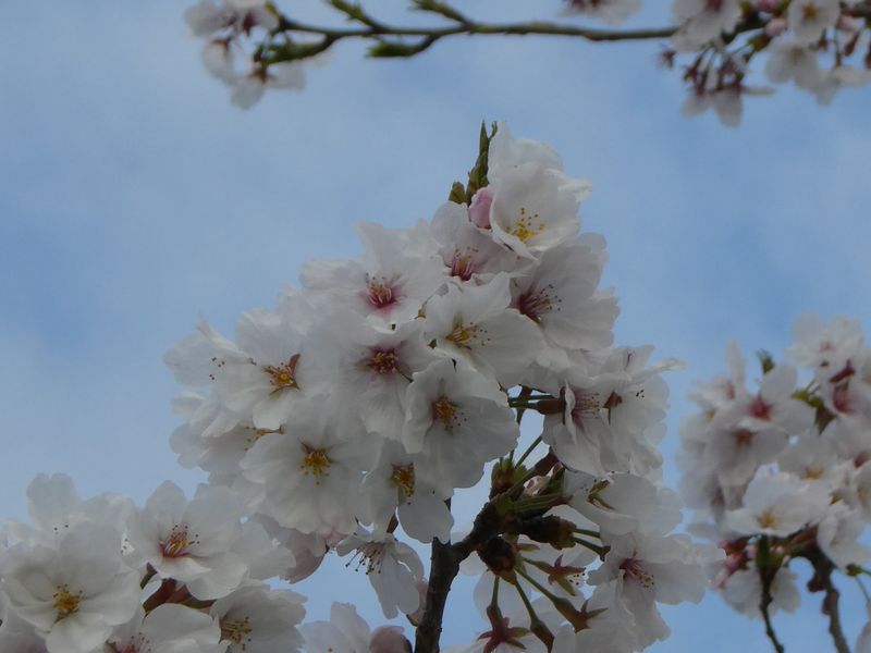 秦野市役所の桜01-2025.04.07