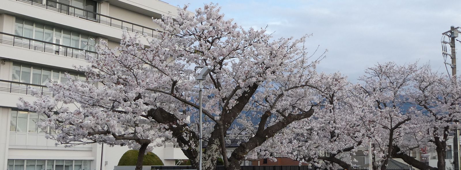 秦野市役所の桜02-2025.04.07