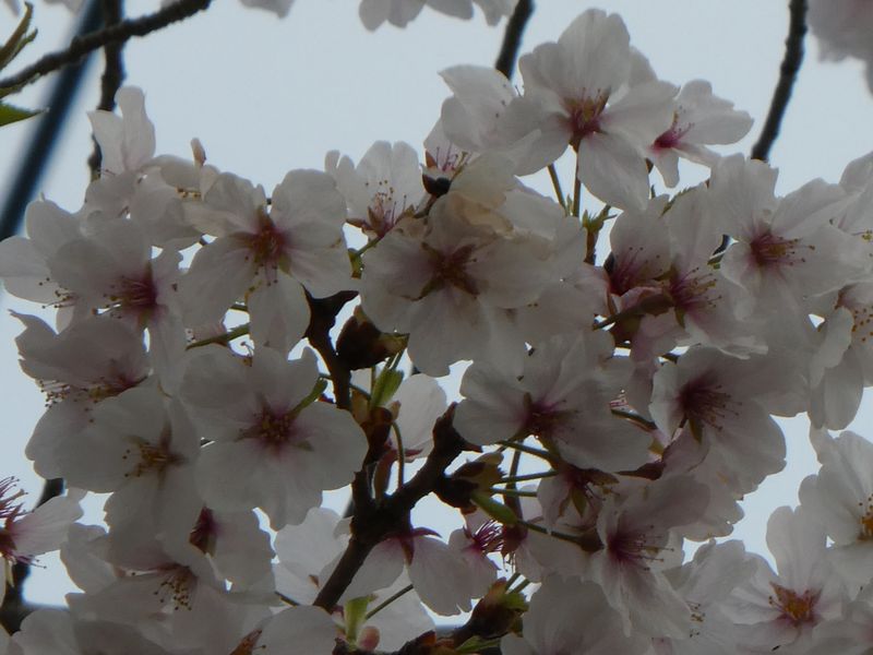 はだの桜みちの桜01-2025.04.07