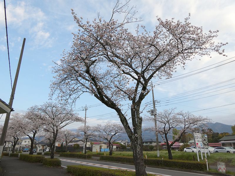 はだの桜みちの桜02-2025.04.07