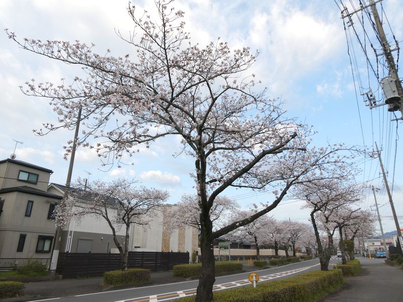 はだの桜みちの桜03-2025.04.07