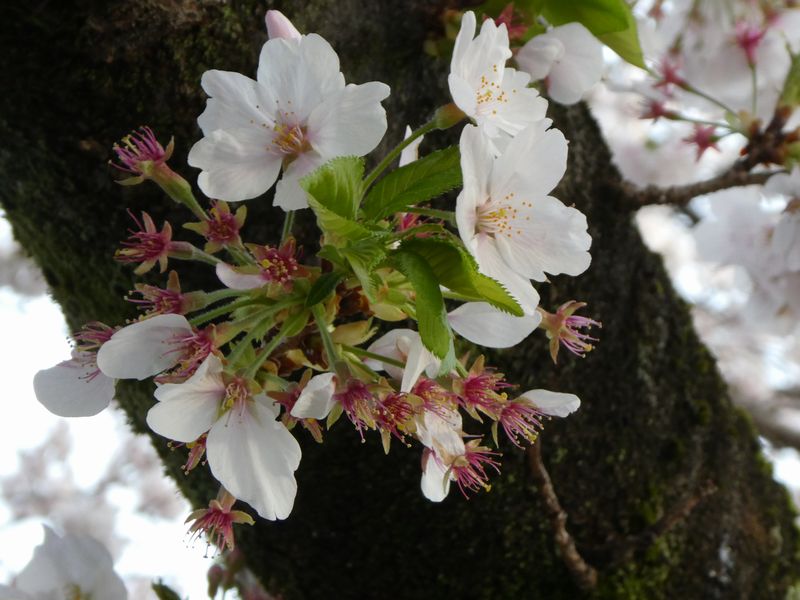 カルチャーパーク前の桜01-2025.04.08