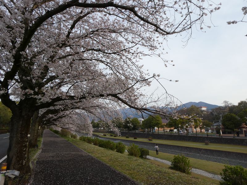 カルチャーパーク前の桜02-2025.04.08