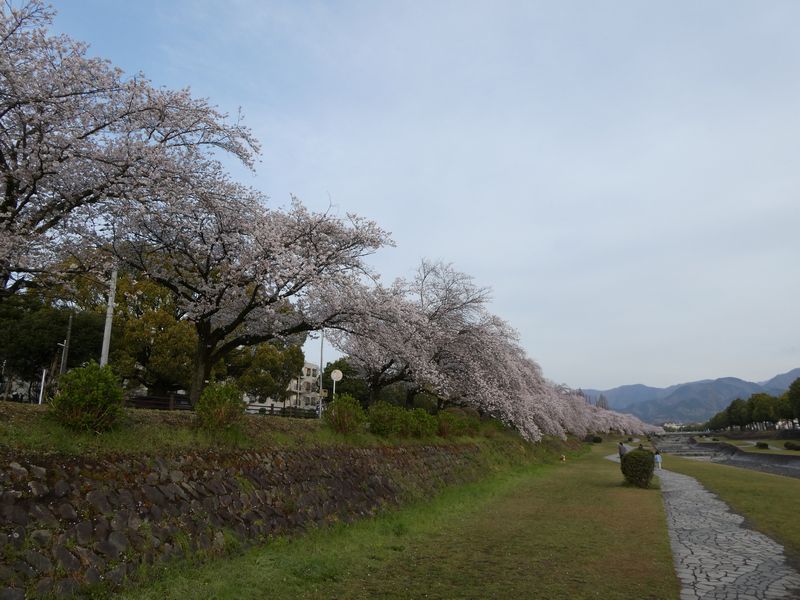 カルチャーパーク前の桜03-2025.04.08