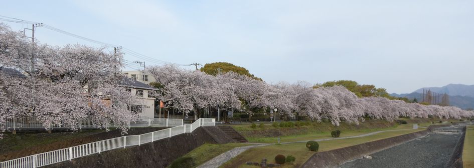 富士見大橋からみた桜01-2025.04.08