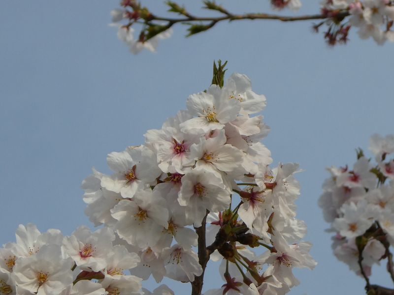 秦野市役所の桜01-2025.04.08