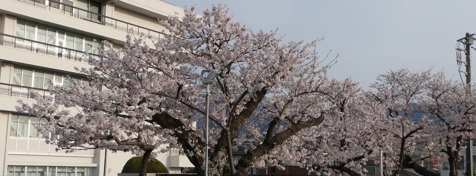 秦野市役所の桜02-2025.04.08