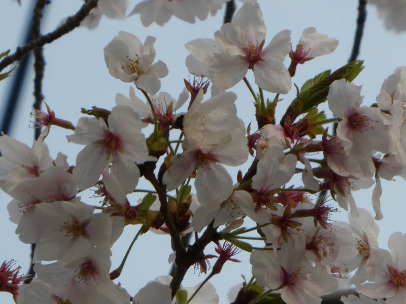 はだの桜みちの桜01-2025.04.08
