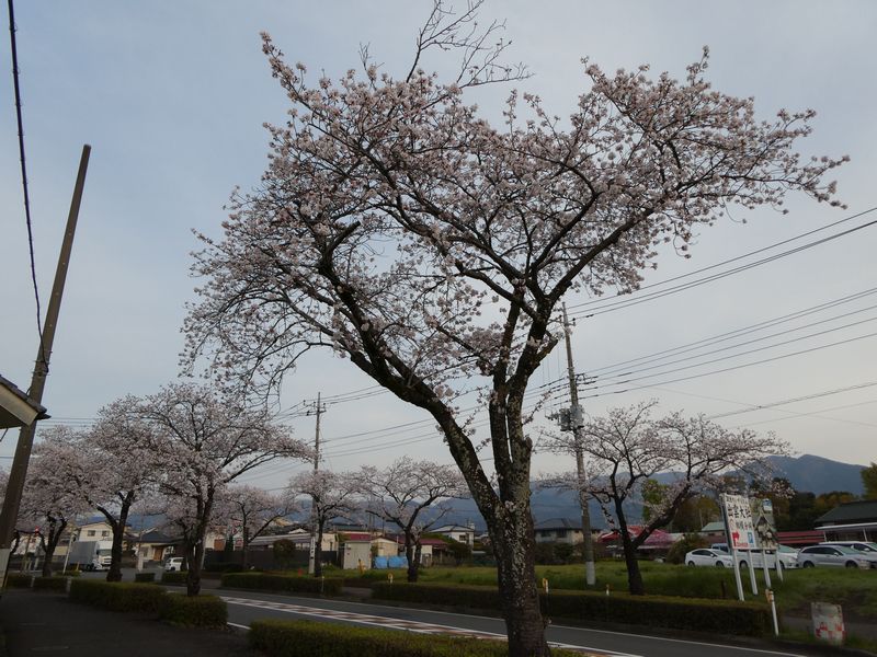 はだの桜みちの桜02-2025.04.08