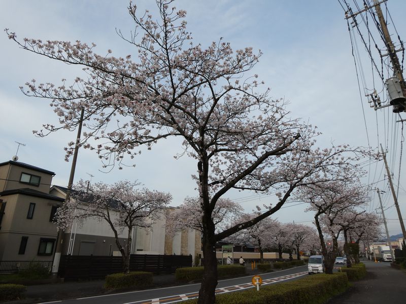 はだの桜みちの桜03-2025.04.08