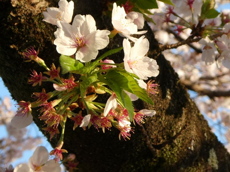 カルチャーパーク前の桜01-2025.04.09