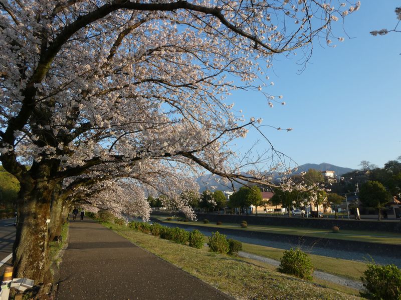 カルチャーパーク前の桜02-2025.04.09