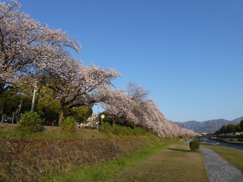 カルチャーパーク前の桜03-2025.04.09