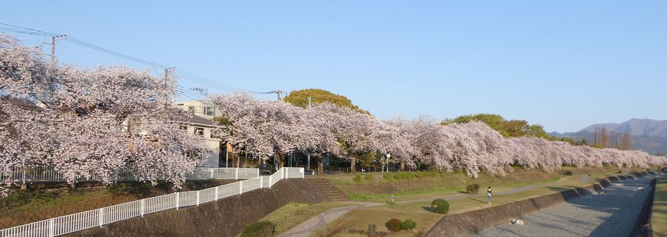 富士見大橋からみた桜01-2025.04.09