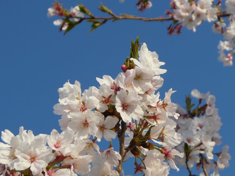 秦野市役所の桜01-2025.04.09