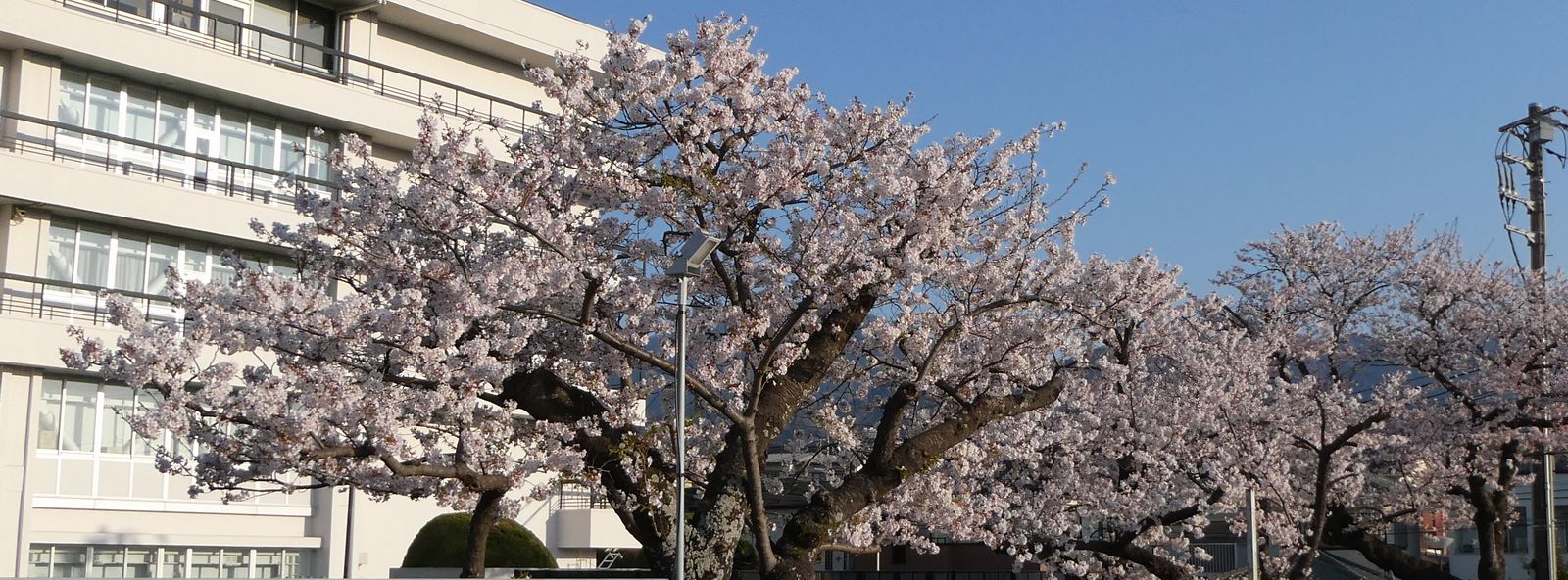 秦野市役所の桜02-2025.04.09