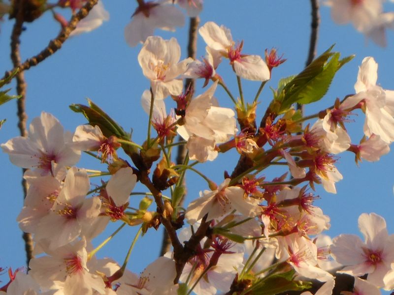 はだの桜みちの桜01-2025.04.09