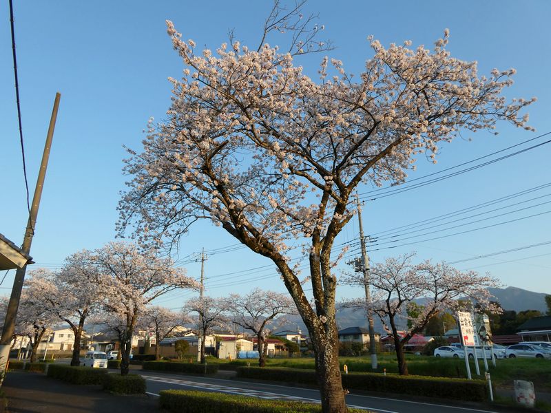 はだの桜みちの桜02-2025.04.09