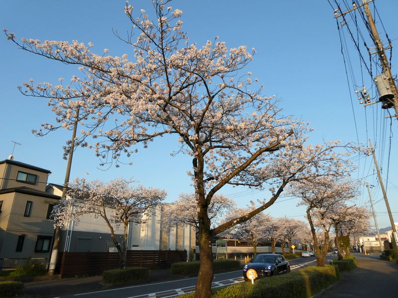 はだの桜みちの桜03-2025.04.09