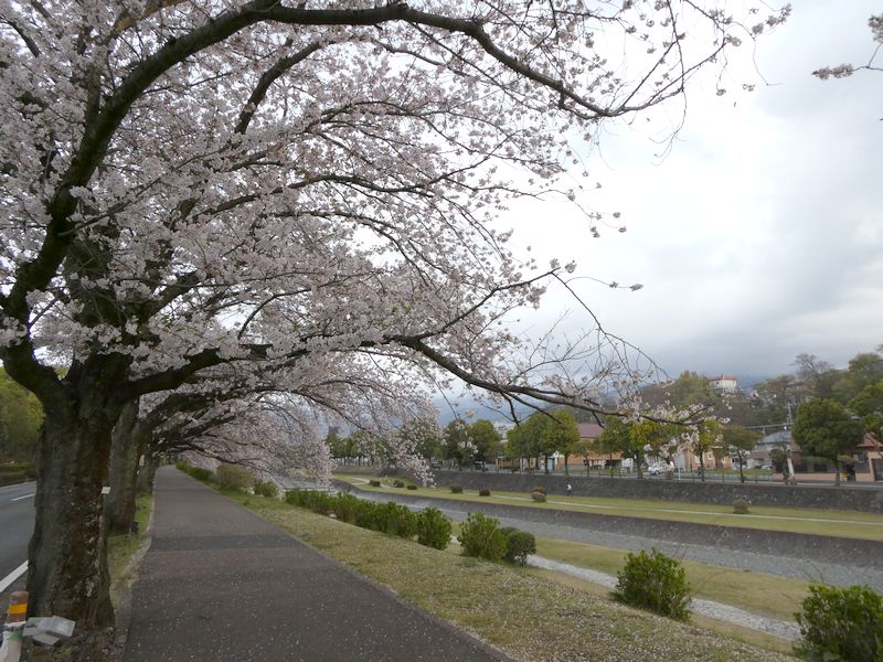 カルチャーパーク前の桜02-2025.04.10