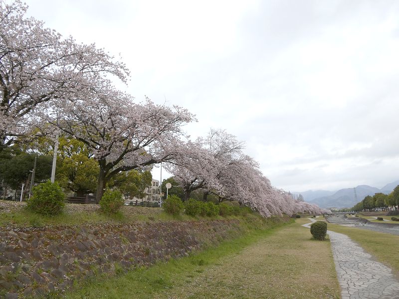 カルチャーパーク前の桜03-2025.04.10